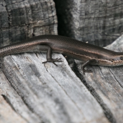 Pseudemoia entrecasteauxii (Woodland Tussock-skink) at Cotter River, ACT - 4 Feb 2018 by SWishart