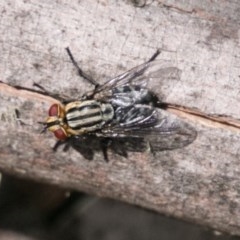 Sarcophagidae sp. (family) (Unidentified flesh fly) at Namadgi National Park - 4 Feb 2018 by SWishart
