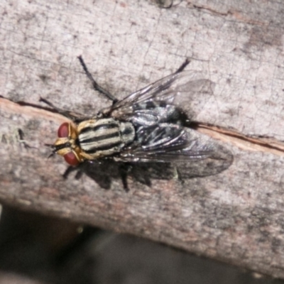 Sarcophagidae (family) (Unidentified flesh fly) at Cotter River, ACT - 4 Feb 2018 by SWishart