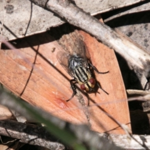 Sarcophagidae sp. (family) at Cotter River, ACT - 4 Feb 2018
