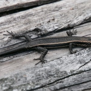 Pseudemoia spenceri at Cotter River, ACT - 4 Feb 2018