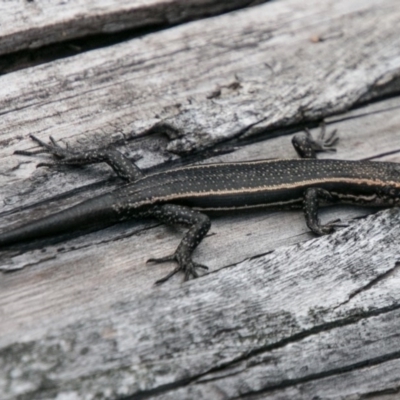 Pseudemoia spenceri (Spencer's Skink) at Cotter River, ACT - 4 Feb 2018 by SWishart