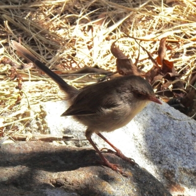 Malurus cyaneus (Superb Fairywren) at Aranda, ACT - 29 Mar 2018 by KMcCue