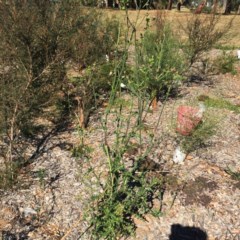 Sonchus asper (Prickly Sowthistle) at Garran, ACT - 1 Apr 2018 by ruthkerruish