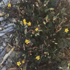 Oxalis exilis (Shady Wood Sorrel) at Hughes Garran Woodland - 1 Apr 2018 by ruthkerruish