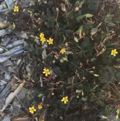 Oxalis exilis (Shady Wood Sorrel) at Garran, ACT - 1 Apr 2018 by ruthkerruish