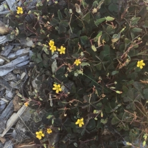 Oxalis exilis at Garran, ACT - 1 Apr 2018