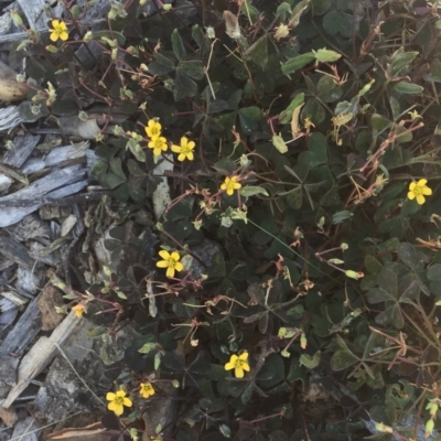 Oxalis exilis (Shady Wood Sorrel) at Red Hill to Yarralumla Creek - 1 Apr 2018 by ruthkerruish