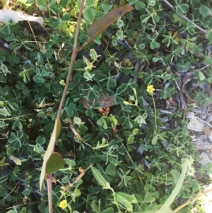 Oxalis sp. at Garran, ACT - 30 Mar 2018