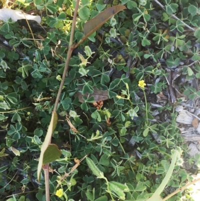 Oxalis (genus) (Wood Sorrel) at Garran, ACT - 30 Mar 2018 by ruthkerruish