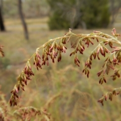 Cassinia sifton (Sifton Bush, Chinese Shrub) at Belconnen, ACT - 25 Mar 2018 by CathB