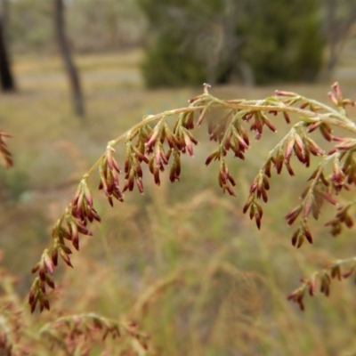 Cassinia sifton (Sifton Bush, Chinese Shrub) at Mount Painter - 25 Mar 2018 by CathB