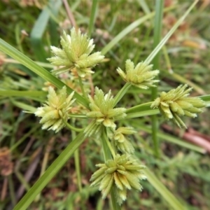 Cyperus eragrostis at Cook, ACT - 25 Mar 2018