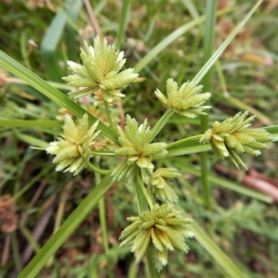 Cyperus eragrostis (Umbrella Sedge) at Cook, ACT - 25 Mar 2018 by CathB