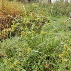 Cyperus eragrostis at Cook, ACT - 25 Mar 2018