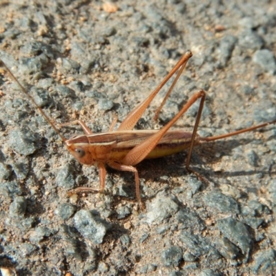 Conocephalus semivittatus (Meadow katydid) at Belconnen, ACT - 23 Mar 2018 by CathB