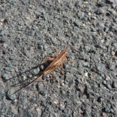 Conocephalus semivittatus at Belconnen, ACT - 23 Mar 2018 04:20 PM