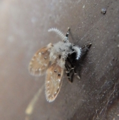 Clogmia albipunctata (Bathroom Moth Fly) at Cook, ACT - 23 Mar 2018 by CathB