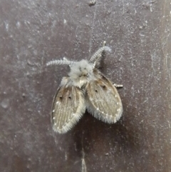 Psychodidae sp. (family) at Cook, ACT - 23 Mar 2018 04:11 PM