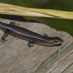 Lampropholis delicata (Delicate Skink) at Higgins, ACT - 30 Mar 2018 by AlisonMilton