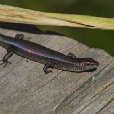 Lampropholis delicata (Delicate Skink) at Higgins, ACT - 30 Mar 2018 by AlisonMilton