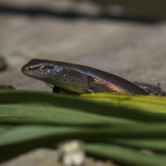 Lampropholis delicata at Higgins, ACT - 30 Mar 2018 12:41 PM