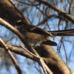 Rhipidura albiscapa (Grey Fantail) at Conder, ACT - 29 Mar 2018 by CorinPennock