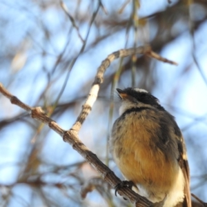 Rhipidura albiscapa at Conder, ACT - 29 Mar 2018 05:31 AM