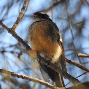 Rhipidura albiscapa at Conder, ACT - 29 Mar 2018 05:31 AM