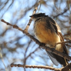 Rhipidura albiscapa at Conder, ACT - 29 Mar 2018 05:31 AM