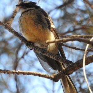 Rhipidura albiscapa at Conder, ACT - 29 Mar 2018 05:31 AM