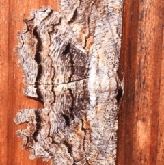 Scioglyptis lyciaria (White-patch Bark Moth) at Aranda, ACT - 29 Mar 2018 by KMcCue