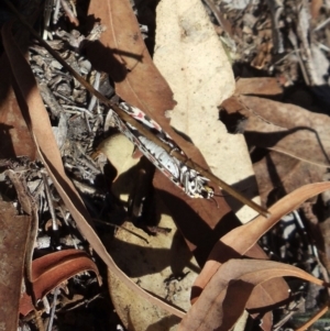 Utetheisa (genus) at Belconnen, ACT - 30 Mar 2018 09:26 AM