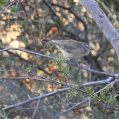 Acanthiza chrysorrhoa (Yellow-rumped Thornbill) at Conder, ACT - 28 Mar 2018 by CorinPennock