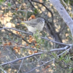 Acanthiza chrysorrhoa at Conder, ACT - 29 Mar 2018