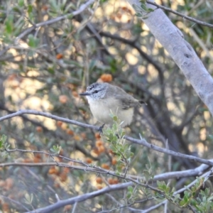 Acanthiza chrysorrhoa at Conder, ACT - 29 Mar 2018