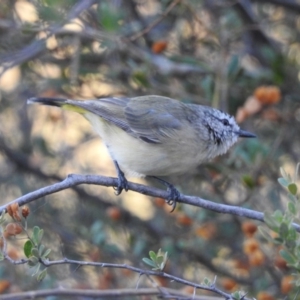 Acanthiza chrysorrhoa at Conder, ACT - 29 Mar 2018