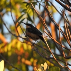 Acanthorhynchus tenuirostris (Eastern Spinebill) at Conder, ACT - 29 Mar 2018 by CorinPennock