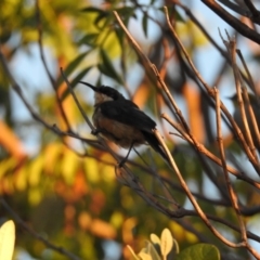 Acanthorhynchus tenuirostris (Eastern Spinebill) at Conder, ACT - 30 Mar 2018 by CorinPennock