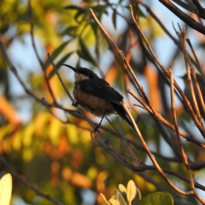 Acanthorhynchus tenuirostris (Eastern Spinebill) at Conder, ACT - 29 Mar 2018 by CorinPennock