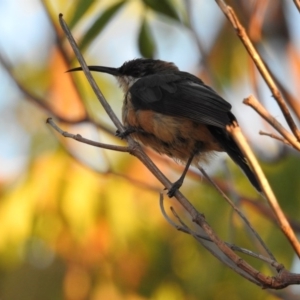 Acanthorhynchus tenuirostris at Conder, ACT - 30 Mar 2018 06:43 AM