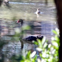 Cygnus atratus (Black Swan) at Boydtown, NSW - 26 Mar 2018 by RossMannell