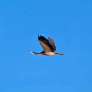 Egretta novaehollandiae at Boydtown, NSW - 27 Mar 2018