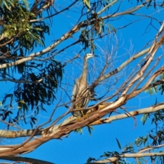 Egretta novaehollandiae at Boydtown, NSW - 27 Mar 2018 08:20 AM