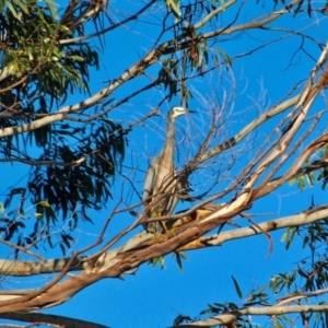 Egretta novaehollandiae at Boydtown, NSW - 27 Mar 2018 08:20 AM