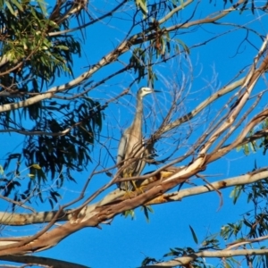 Egretta novaehollandiae at Boydtown, NSW - 27 Mar 2018