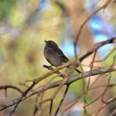 Pachycephala pectoralis (Golden Whistler) at Boydtown, NSW - 27 Mar 2018 by RossMannell