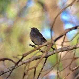 Pachycephala pectoralis at Boydtown, NSW - 27 Mar 2018