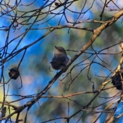 Pachycephala pectoralis at Boydtown, NSW - 27 Mar 2018