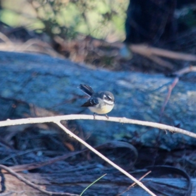 Rhipidura albiscapa (Grey Fantail) at Boydtown, NSW - 27 Mar 2018 by RossMannell